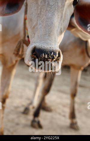 Kuh, Vieh und Nase auf dem Bauernmarkt mit Verkauf für eid, Religion und Opfer der heiligen Feier. Nahaufnahme, Stadt und Straße in Pakistan mit Stockfoto