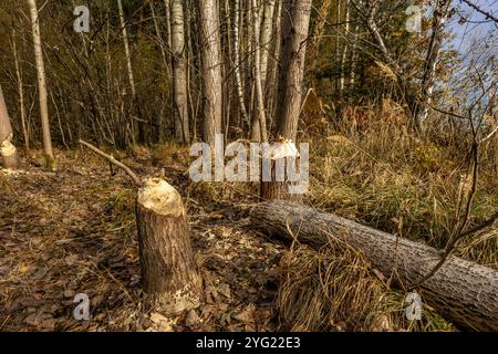 Schädliche Aktivität von Bibern, das Abholzen von Bäumen, von Bibern gebissene Äste Stockfoto