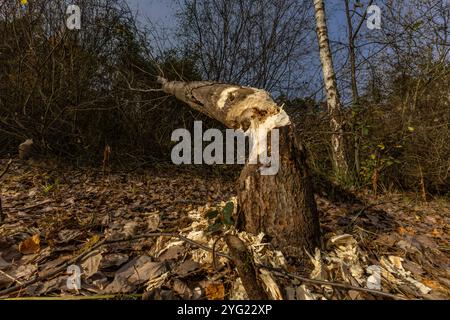 Schädliche Aktivität von Bibern, das Abholzen von Bäumen, von Bibern gebissene Äste Stockfoto