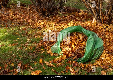 Den Garten für den Herbst aufräumen, Blätter in einen Müllsack sammeln und Bioabfälle vom Grundstück entfernen Stockfoto