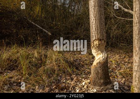 Schädliche Aktivität von Bibern, das Abholzen von Bäumen, von Bibern gebissene Äste Stockfoto