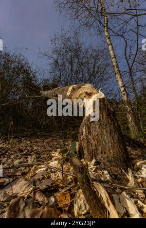 Schädliche Aktivität von Bibern, das Abholzen von Bäumen, von Bibern gebissene Äste Stockfoto