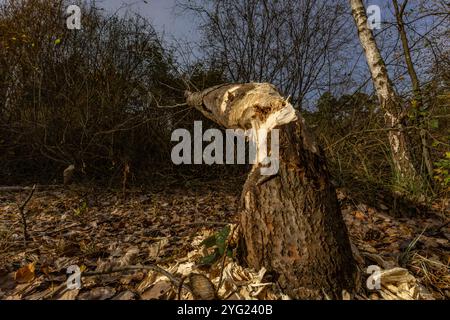 Schädliche Aktivität von Bibern, das Abholzen von Bäumen, von Bibern gebissene Äste Stockfoto