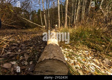 Schädliche Aktivität von Bibern, das Abholzen von Bäumen, von Bibern gebissene Äste Stockfoto