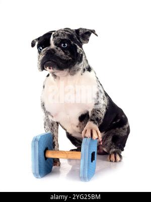 französische Bulldogge vor weißem Hintergrund Stockfoto
