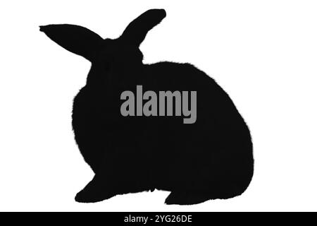 Hasen Silhouette Set. Bunny-Symbole. Haare-Silhouette. Symbol für landwirtschaftliche Tiere Stockfoto