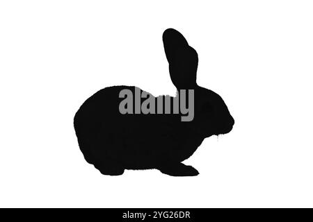 Hasen Silhouette Set. Bunny-Symbole. Haare-Silhouette. Symbol für landwirtschaftliche Tiere Stockfoto