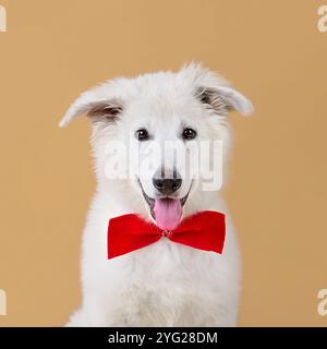 Studio-Aufnahme des lustigen entzückenden weißen Schweizer Schäferhund-Welpen in roter Krawatte auf orangem Hintergrund Stockfoto