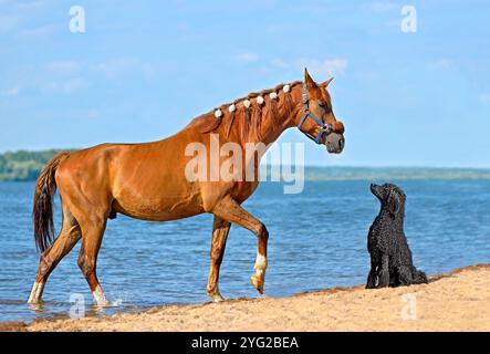 Schwarzer Pudel und rotes Pferd, die sich auf einem See zuschauen Stockfoto