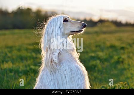 Porträt eines sitzenden weißen afghanischen Hundes in der Natur, hinterleuchtet Stockfoto