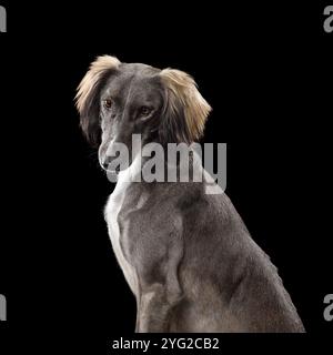 Porträt des Jagdhundes Saluki oder des kasachischen windhunds Tazy auf schwarzem Hintergrund Stockfoto