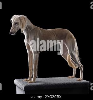 Wunderschöner weißer Saluki oder kasachischer windhund Tazy, der auf schwarzem Hintergrund steht Stockfoto