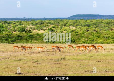 Impala Antilopen laufen in der Savanne Stockfoto