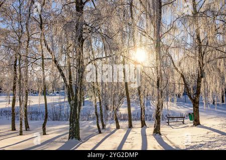 Sonnenschein durch die Äste in einem Birkenhain mit Frost und Schnee Stockfoto