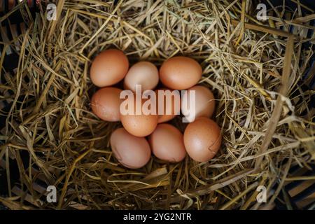 Haufen brauner Bio-Eier auf Stroh im Landbetrieb Stockfoto