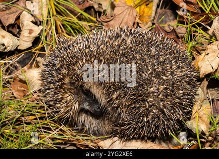 Der Igel ist ein bekannter und beliebter Besucher von Parks und Gärten. Sie haben einen Schutzmantel von mehreren tausend Erektionsstacheln Stockfoto