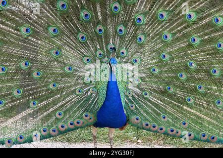 Porträt von gemeinem Pfau, indischem Pfau oder Blauer Pfau, Pavo cristatus, mit bunten oder bunten Federn Stockfoto