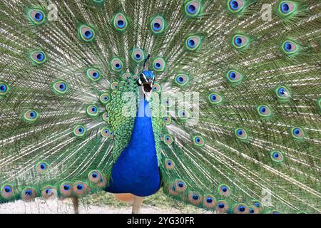 Porträt von gemeinem Pfau, indischem Pfau oder Blauer Pfau, Pavo cristatus, ruft und zeigt bunte oder bunte Federn Stockfoto