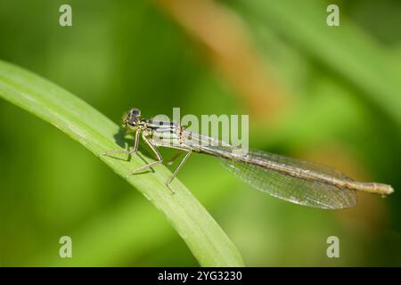 Ein blauer Federbein-Damselfly Platycnemis-Pennipes, der auf einem Blatt ruht, sonniger Tag im Sommer Österreich Goldegg Österreich Stockfoto