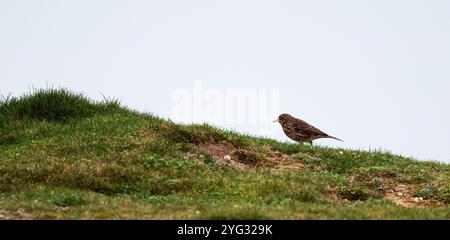 Rock Pipit Anthus petrosus, dunkelbraunes, streifenförmiges Gefieder mit grauen äußeren Schwanzfedern auf Grasbank klarem Himmel Hintergrund im späten Herbst Südküste Großbritannien Stockfoto