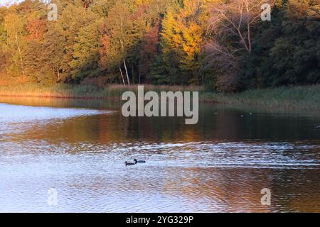 Blick am Mittwoch 16.10.2024 in Prerow Landkreis Vorpommern Rügen auf ein herbstliches Farbenspiel am Prerower Strom, auch Prerow-Strom oder Prerowstrom genannt. In Mecklenburg Vorpommern geht der Herbst derzeit in eine neue Runde. Zahlreiche Touristen das milde Wetter noch einmal für einen Ausflug in die Urlaubsorte entlang der Ostseeküste. Sehr zur Freude der Tourismuswirtschaft im Nordosten. Denn das Land hält mit 1700 km Ostseeküste den sonnenreichsten Inseln in Deutschland und über 2000 gesehen mit verschiedenen Sehenswürdigkeiten zu jeder Jahreszeit zahlreiche Angebote Stockfoto