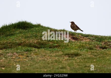 Rock Pipit Anthus petrosus, dunkelbraunes, streifenförmiges Gefieder mit grauen äußeren Schwanzfedern auf Grasbank klarem Himmel Hintergrund im späten Herbst Südküste Großbritannien Stockfoto