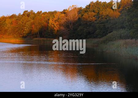 Blick am Mittwoch 16.10.2024 in Prerow Landkreis Vorpommern Rügen auf ein herbstliches Farbenspiel am Prerower Strom, auch Prerow-Strom oder Prerowstrom genannt. In Mecklenburg Vorpommern geht der Herbst derzeit in eine neue Runde. Zahlreiche Touristen das milde Wetter noch einmal für einen Ausflug in die Urlaubsorte entlang der Ostseeküste. Sehr zur Freude der Tourismuswirtschaft im Nordosten. Denn das Land hält mit 1700 km Ostseeküste den sonnenreichsten Inseln in Deutschland und über 2000 gesehen mit verschiedenen Sehenswürdigkeiten zu jeder Jahreszeit zahlreiche Angebote Stockfoto