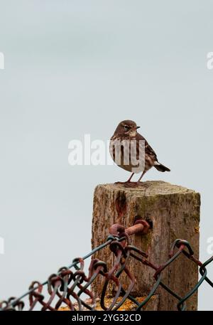 Rock Pipit Anthus petrosus, dunkelbraunes, streifenförmiges Gefieder mit grauen äußeren Schwanzfedern auf Zaunpfosten klarer Himmel Hintergrund im späten Herbst Südküste Großbritanniens Stockfoto