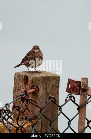 Rock Pipit Anthus petrosus, dunkelbraunes, streifenförmiges Gefieder mit grauen äußeren Schwanzfedern auf Zaunpfosten klarer Himmel Hintergrund im späten Herbst Südküste Großbritanniens Stockfoto