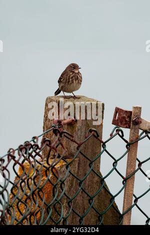 Rock Pipit Anthus petrosus, dunkelbraunes, streifenförmiges Gefieder mit grauen äußeren Schwanzfedern auf Zaunpfosten klarer Himmel Hintergrund im späten Herbst Südküste Großbritanniens Stockfoto