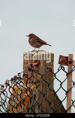 Rock Pipit Anthus petrosus, dunkelbraunes, streifenförmiges Gefieder mit grauen äußeren Schwanzfedern auf Zaunpfosten klarer Himmel Hintergrund im späten Herbst Südküste Großbritanniens Stockfoto