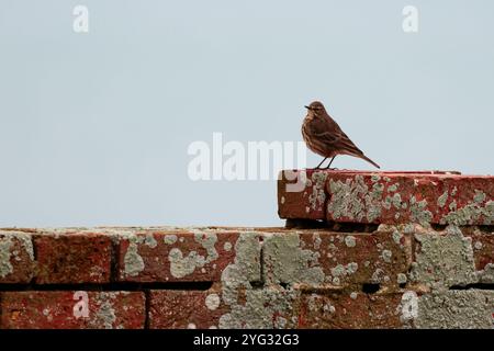 Rock Pipit Anthus petrosus, dunkelbraunes, streifenförmiges Gefieder mit grauen äußeren Schwanzfedern auf Ziegelwänden Hintergrund klarer Himmel im späten Herbst Südküste Großbritanniens Stockfoto