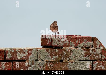 Rock Pipit Anthus petrosus, dunkelbraunes, streifenförmiges Gefieder mit grauen äußeren Schwanzfedern auf Ziegelwänden Hintergrund klarer Himmel im späten Herbst Südküste Großbritanniens Stockfoto