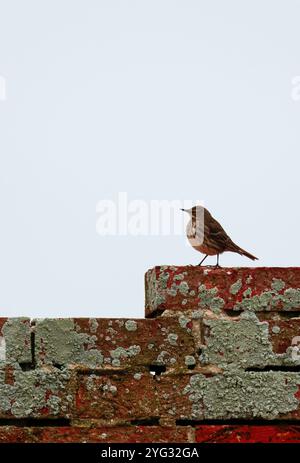 Rock Pipit Anthus petrosus, dunkelbraunes, streifenförmiges Gefieder mit grauen äußeren Schwanzfedern auf Ziegelwänden Hintergrund klarer Himmel im späten Herbst Südküste Großbritanniens Stockfoto