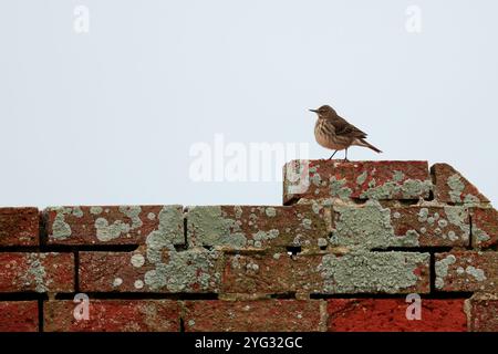 Rock Pipit Anthus petrosus, dunkelbraunes, streifenförmiges Gefieder mit grauen äußeren Schwanzfedern auf Ziegelwänden Hintergrund klarer Himmel im späten Herbst Südküste Großbritanniens Stockfoto