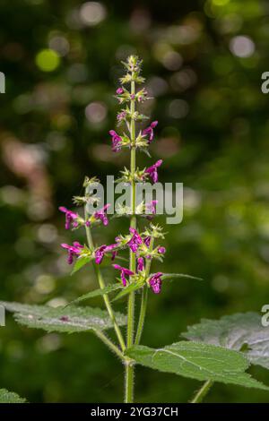 Nahaufnahme einer Hecke Wundkraut stachys sylvatica Blume in Blüte. Stockfoto