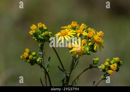 Wildpflanze jacobaea vulgaris in der Waldwiese. Bekannt als Beifuß, stinkender Willie oder würziger Beifuß. Gelbe zarte Blume auf grünem Hintergrund. Stockfoto