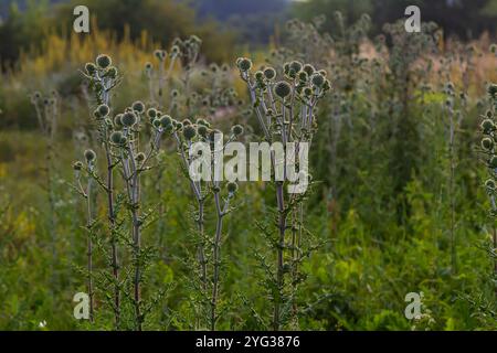 In freier Wildbahn blüht die Honigpflanze echinops sphaerocephalus. Stockfoto