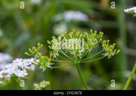 Weiße Chaerophyllum aureum-Pflanze mit glattem Bokeh. Stockfoto