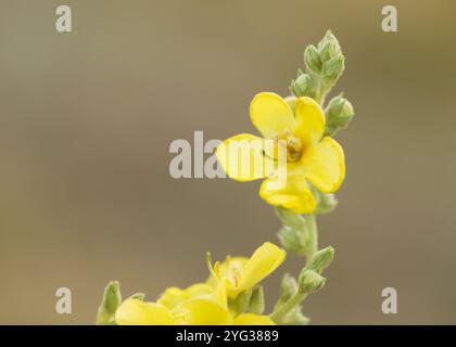 Verbascum densiflorum das bekannte dicht blühende Maulein 2 Stockfoto