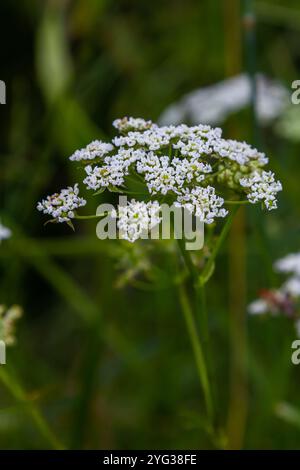 Weiße Chaerophyllum aureum-Pflanze mit glattem Bokeh. Stockfoto