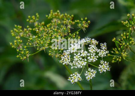 Weiße Chaerophyllum aureum-Pflanze mit glattem Bokeh. Stockfoto