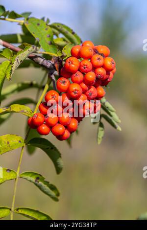 Ein Haufen rowan Beeren auf einem Baum. Stockfoto