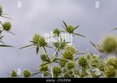 In der Wildnis wächst eine Distel Eryngium Campestre, bekannt als Felderyngo. Es handelt sich um eine Art von Eryngium, die medizinisch angewendet wird. Stockfoto