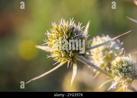 In der Wildnis wächst eine Distel Eryngium Campestre, bekannt als Felderyngo. Es handelt sich um eine Art von Eryngium, die medizinisch angewendet wird. Stockfoto