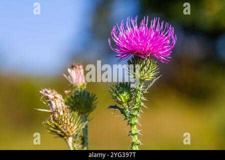 Die hell-violette Blume der carduus acanthoides, bekannt als die stachelige Plumeless Distel, genähte Disteldistel oder plumlose Disteldistel vor dem dunklen f Stockfoto