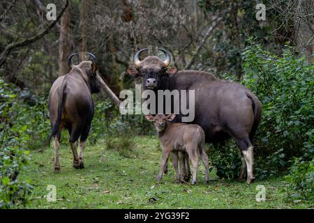 Dieses indische gaur-Kalb ist selbstbewusst und sicher mit seiner Mutter an seiner Seite und bereit, jede Herausforderung zu meistern. Der gaur aka Indian Bison. Stockfoto