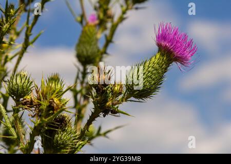 Die hell-violette Blume der carduus acanthoides, bekannt als die stachelige Plumeless Distel, genähte Disteldistel oder plumlose Disteldistel vor dem dunklen f Stockfoto