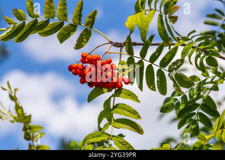 Ein Haufen rowan Beeren auf einem Baum. Stockfoto