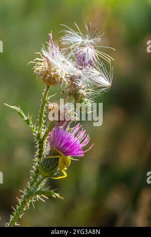 Die hell-violette Blume der carduus acanthoides, bekannt als die stachelige Plumeless Distel, genähte Disteldistel oder plumlose Disteldistel vor dem dunklen f Stockfoto